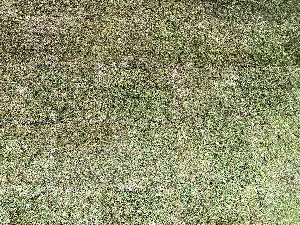 天然芝専用保護材「グラスフィックスエコ」芝生の表面にハニカム模様が浮き出れば完成です。
